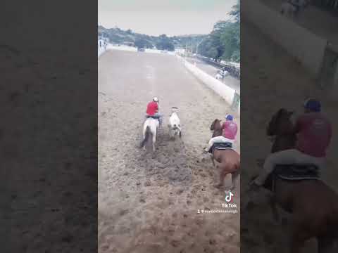 Marcos Fernando correndo vaquejada em Encruzilhada Bahia