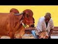 Gir Cow 15 L Female Calf Radar Sing Wali Kajli Aakho Wali Female Calf 2nd L 9983954391