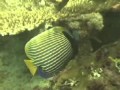 Fish That Change Sex Science Diary