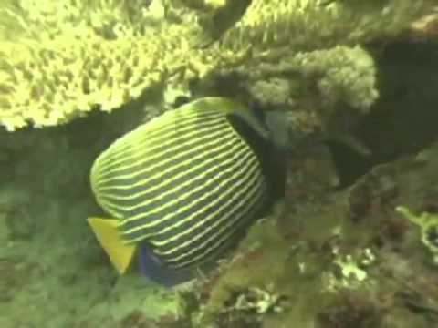 Sex Changing Fish Underwater Coral Reef Video (KSLOF)Living Oceans Foundation