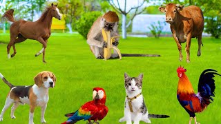 Mischievous Animals - Dogs, Monkeys, Cats, Horses, Chickens, Parrots - Familiar Animals