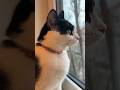 My Very Intimidating 8 Lb Tuxedo Cat Yells At Her Birds Outside