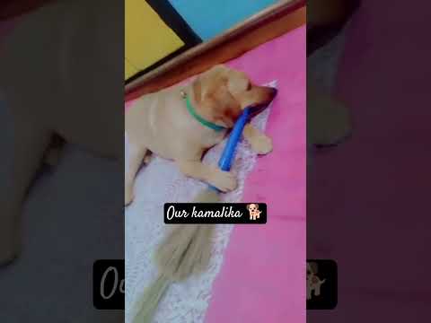 our kamalika 🐕😘💕#viralshort #youtubeshort #dogslover #fox red retriever Jack 🐾😘💕