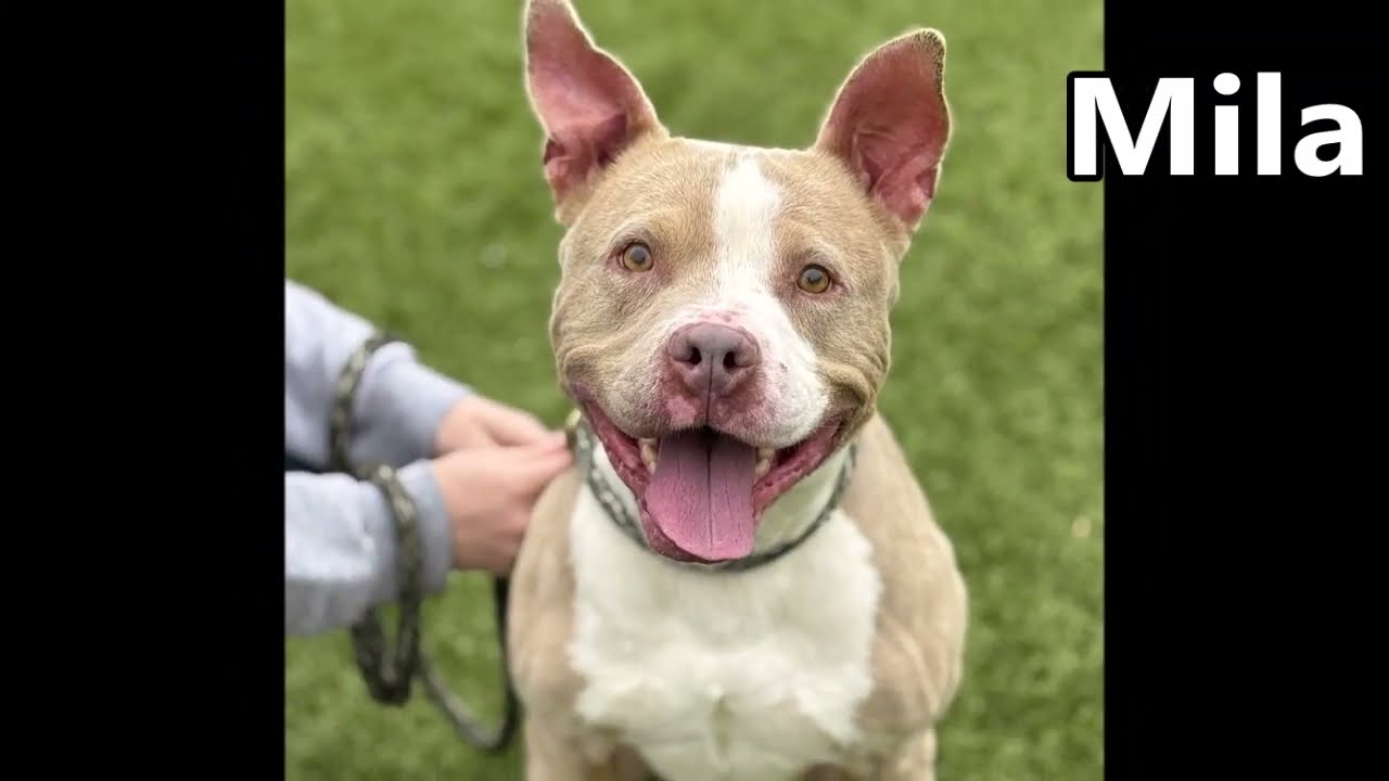Mila, a Adoptable American Staffordshire Terrier in Nashville, IN video 6/6