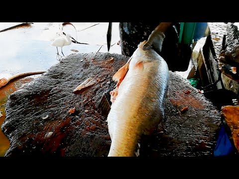 Cutting Sea Bass Fish | Sea Food Sri Lanka