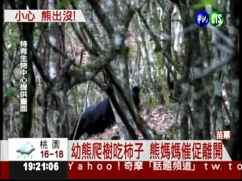 果園吃甜杮! 黑熊母子身影入鏡