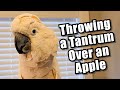 Max Throws A Tantrum Over An Apple Subtitles