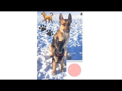 Walk in the park with Zeus and Zeena / German Shepherd