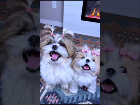cute shihtzu puppy dog barking #puppy #dog #shihtzu #dogvideos #barking #cutedog #trending #shorts