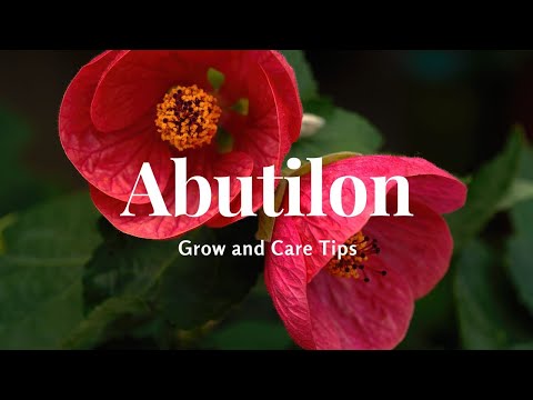 , title : 'Abutilon: Grow and Care Tips'