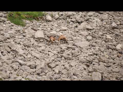 Gamsbrunft der Jungtiere