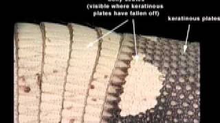 Lambchop - The Tin Chime