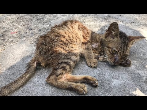 Feeding Poor Malnourished Kitten