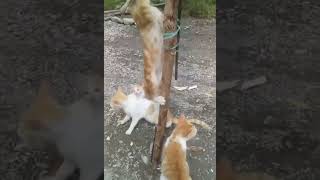 Download lagu Lomba Kucing Panjat Pinang,Memperebutkan ikan Lele mp3 Download lagu Lomba Kucing Panjat Pinang,Memperebutkan ikan Lele mp3