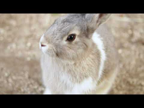 Youtube 縮圖