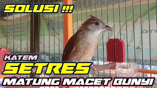 Download lagu HOW TO HANDLING A STRESSED MATUNG SHOOT BIRDS THAT STOP SOUNDING mp3 Download lagu HOW TO HANDLING A STRESSED MATUNG SHOOT BIRDS THAT STOP SOUNDING mp3