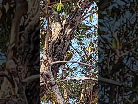 em felixlandia minas Gerais