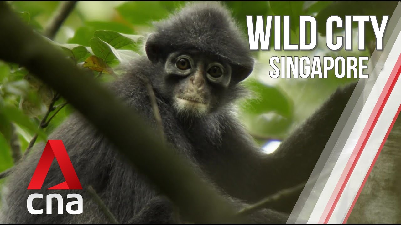 Singapore's Forest Life | Wild City | Full Episode