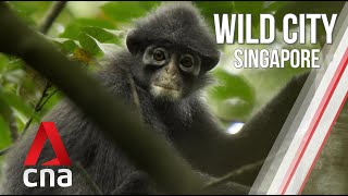 Singapore's Forest Life | Wild City | Full Episode