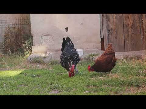 Homesteading 101:  A Guide to Self-Sufficient Living