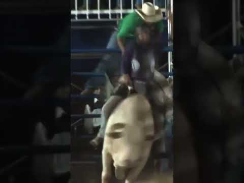 Boiadeiro de torixoreu fez a dele na final de gaucha do Norte-MT #rodeio #pecuarista #agro #fazenda