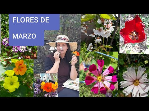 #yomequedoencasa,FLORES DE PRIMAVERA, FLORES DEL MES DE MARZO.