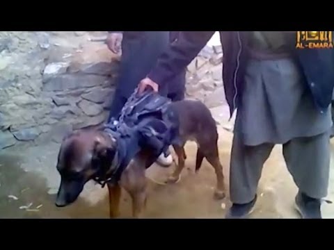 Military Dog "Captured" By Taliban!