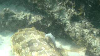 preview picture of video 'Wobbegong Shark in Moreton bay'