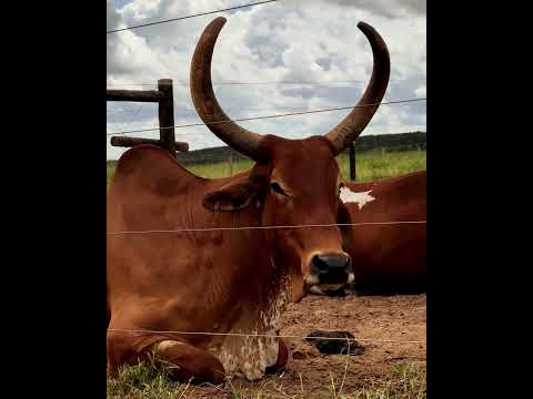 SAPEZAL, MATO GROSSO - AGRO