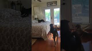 Video preview image #1 French Bulldog-Unknown Mix Puppy For Sale in Lindsay, CA, USA