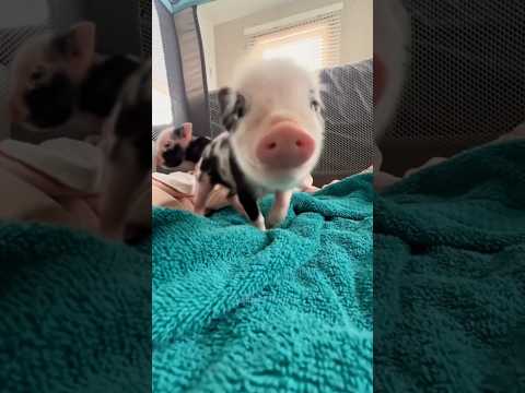 Funny pig 🐖 #funny #funnyanimls #funnyshorts #pets #aniamls #cute #fyp