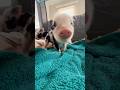 Funny Pig Funny Funnyanimls Funnyshorts Pets Aniamls Cute Fyp