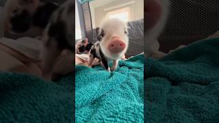 Miniature vidéo