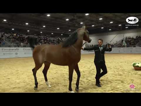 N 30 AJ SARAB   VERONA 2022 International Show   Colts 3 years old Class 8