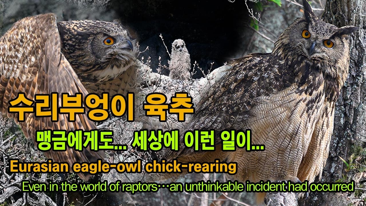 수리부엉이 유튜브 썸네일