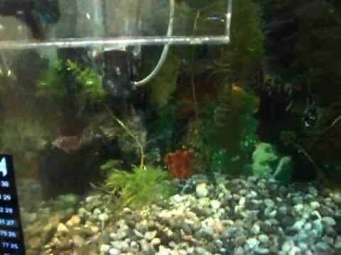 Video de acuario comunitario con escalares mollys guppis espadas coridoras bettas y caracoles