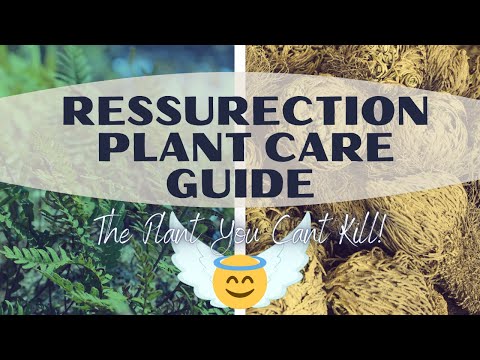 Resurrection Plant (Rose Of Jericho) Time Lapse / Care Guide