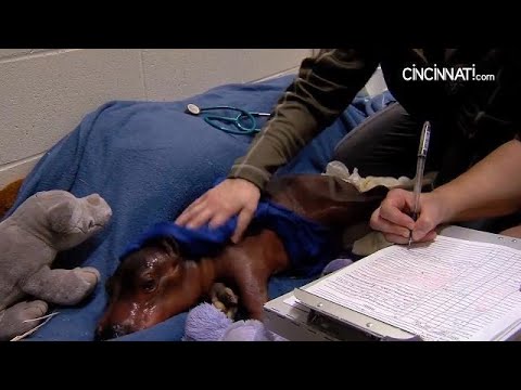 Fiona the hippo's first year in the spotlight