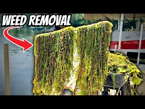 The BEST Tool to Get Rid of Lake Weeds? How to Clean Up Your Lake FAST!