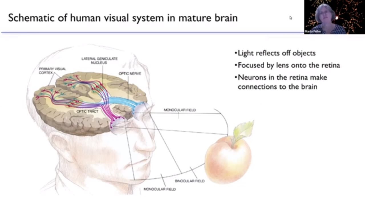 The Role of Neural Activity in Wiring Up the Brain