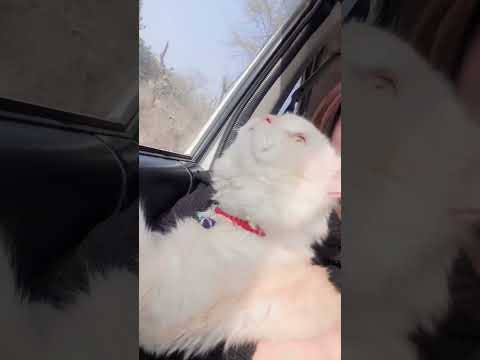 #catadventures #CATS