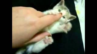 Top 10 Cutest Kittens on Youtube