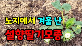 노지에서 겨울난 설향 딸기모종 죽을까봐 옮겨심었어요.