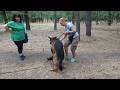 Puppies Coming Soon Spectacular German Shepherds Alfons And Elsa Odessa Ukraine