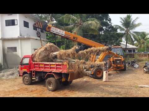 Tree transplantation / Tree Transplanting / Tree relocation in Kerala India