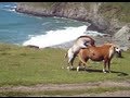 Little horse can't get it up 