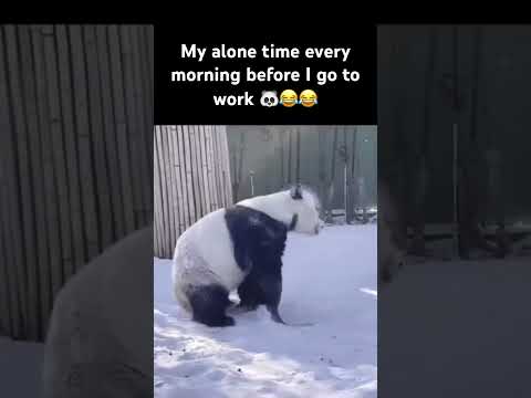 🐼😂😂 #funny #animal #pandapanda #panda