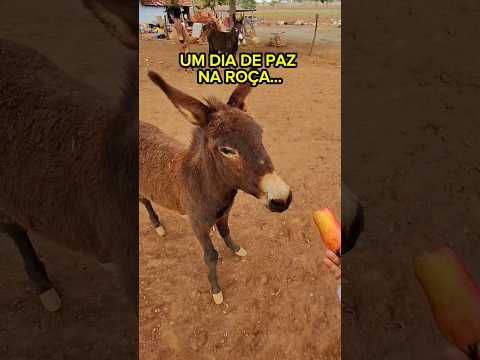 Um dia de paz na roça!!!😍❤️🥰