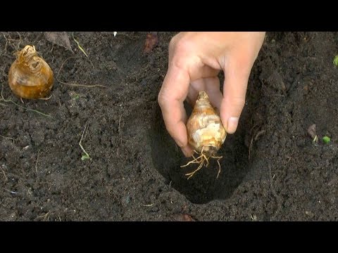 Frühlingsblüher: Zwiebeln und Knollen setzen