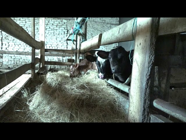 На семейных фермах Хуриных и Михайловых осваиваются субсидии по программе «Агростартап»